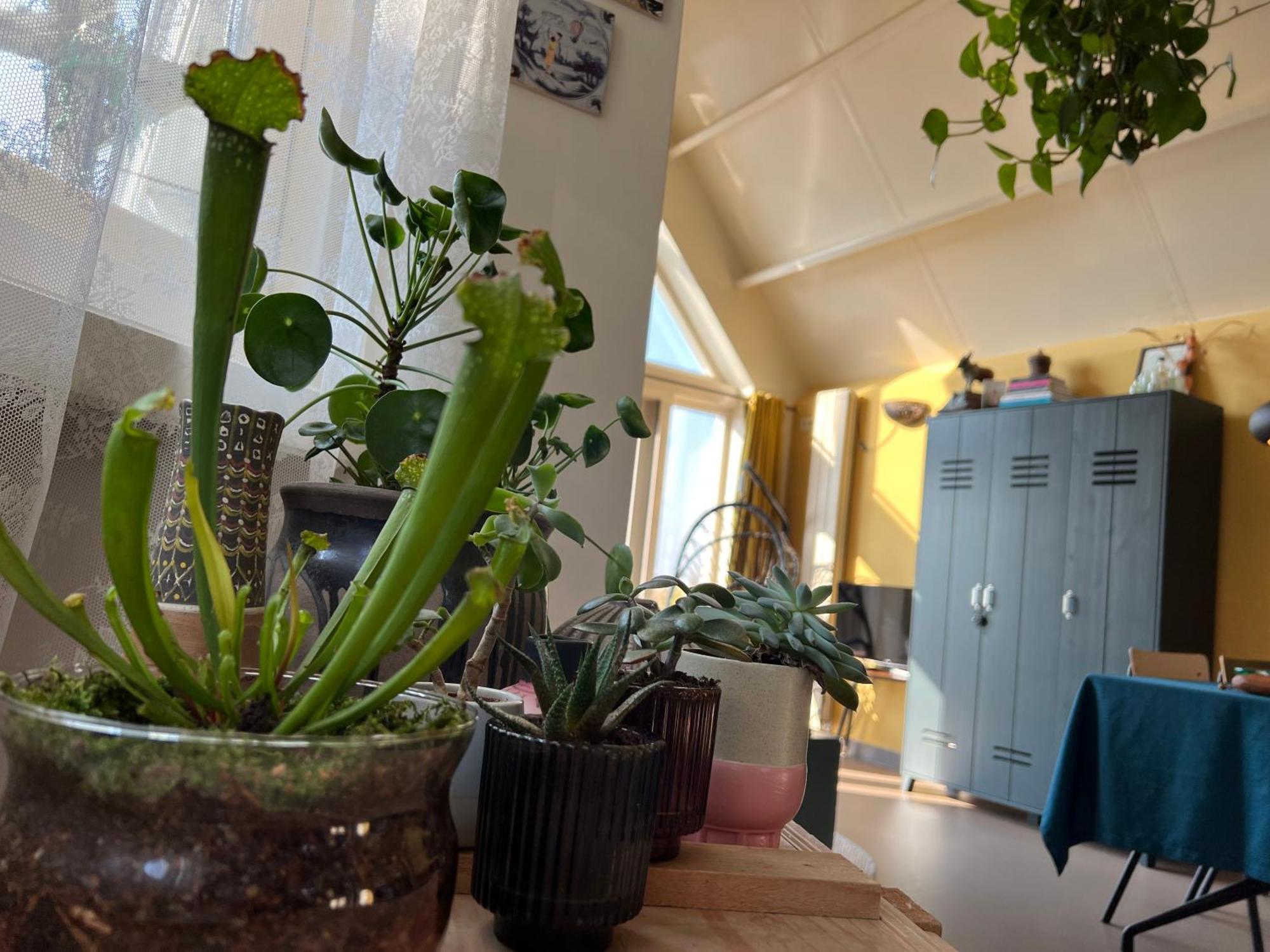 Ferienhaus Romantic Dutch Hideaway Jisp